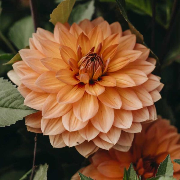 Näckrosdahlia 'Nicholas'