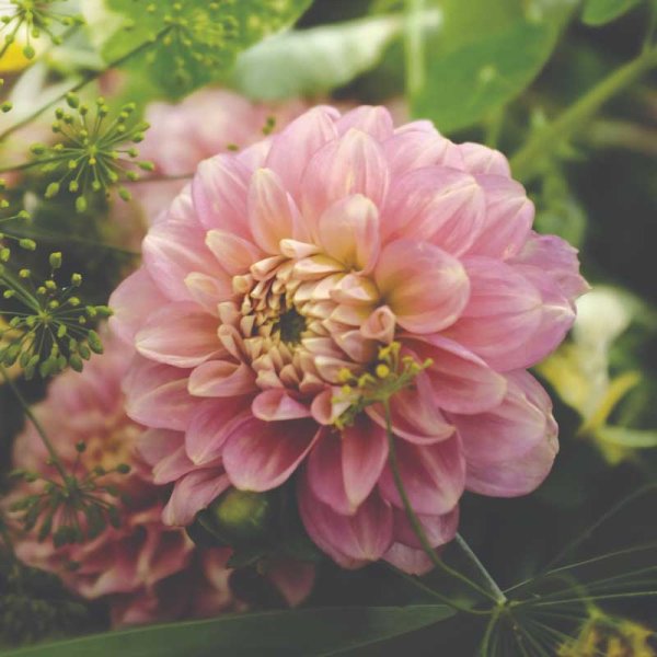 Näckrosdahlia 'Pink Magic'