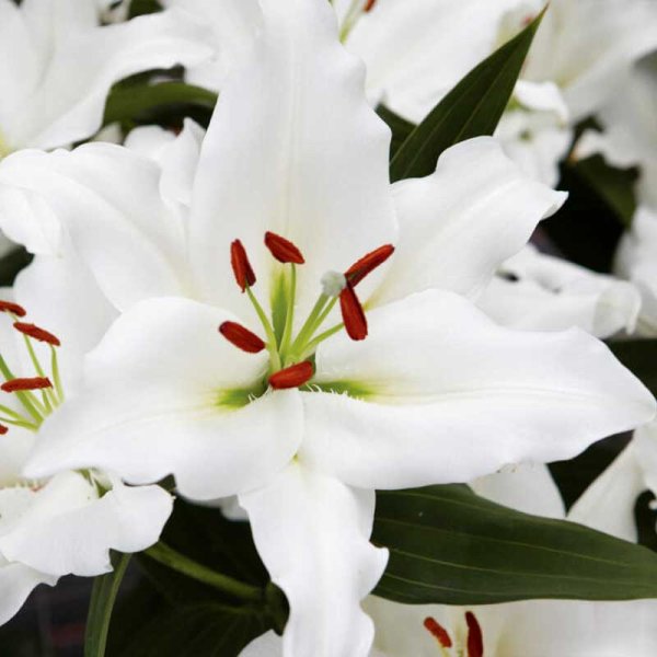 Orientlilja 'Rialto'