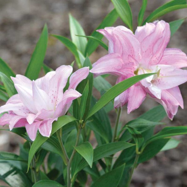 Orientlilja 'Lotus Queen'