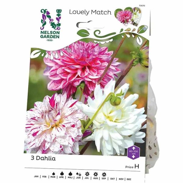 Dahlia 'Pink Diamonds Lovely Match'