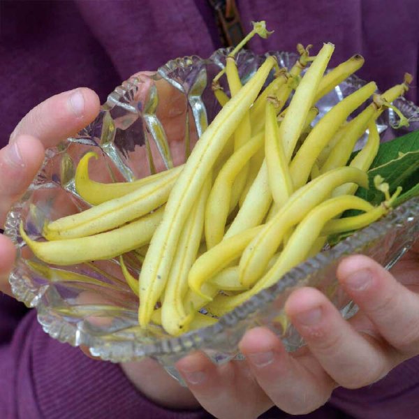 Vaxböna 'Dior' organic