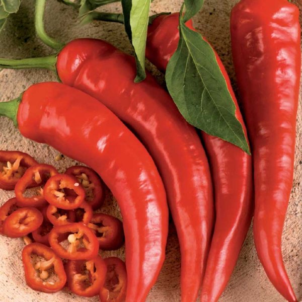 Chilipeppar 'Cayenne Long Slim'
