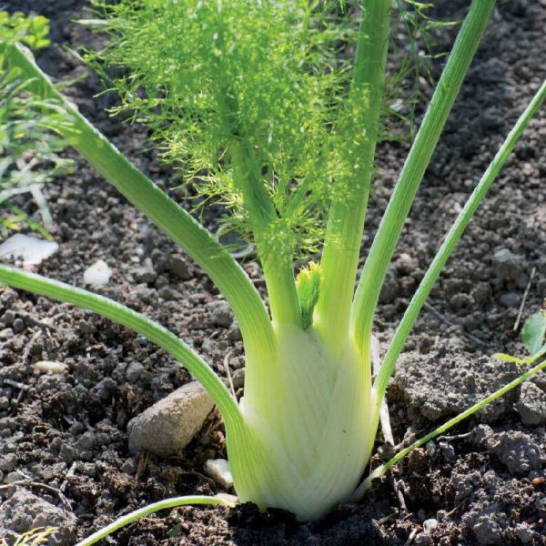 Fänkål 'Finale' Organic