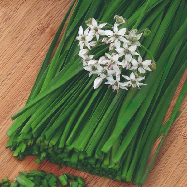 Kinesisk Gräslök 'Garlic oriental'