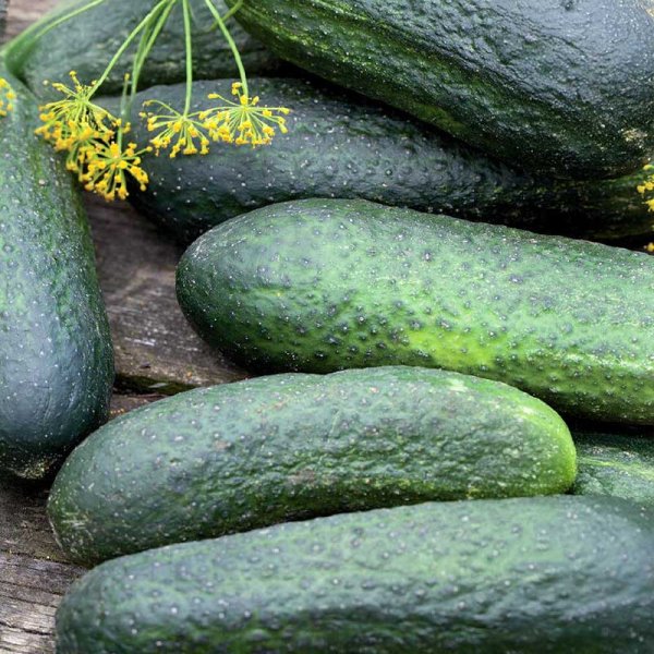 Frilandsgurka 'Profi' F1