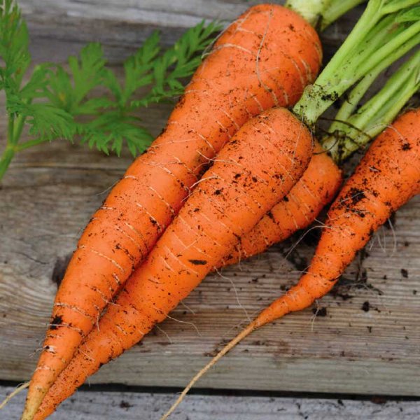 Vintermorot 'Flakkée 2' Organic