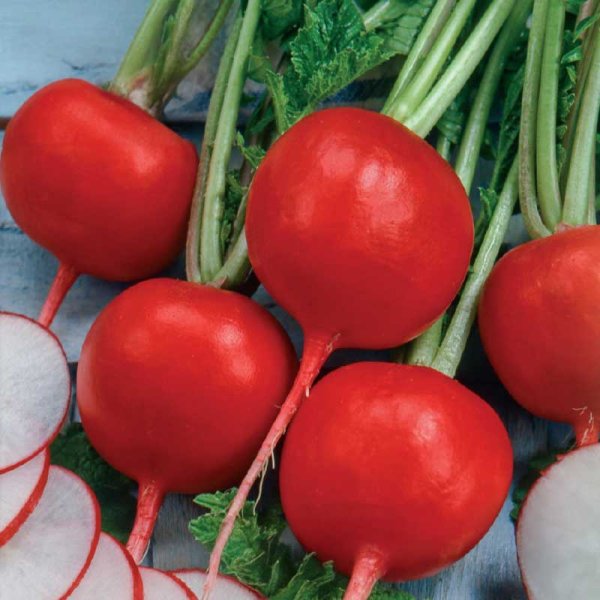 Rädisa 'Saxa 2' såband