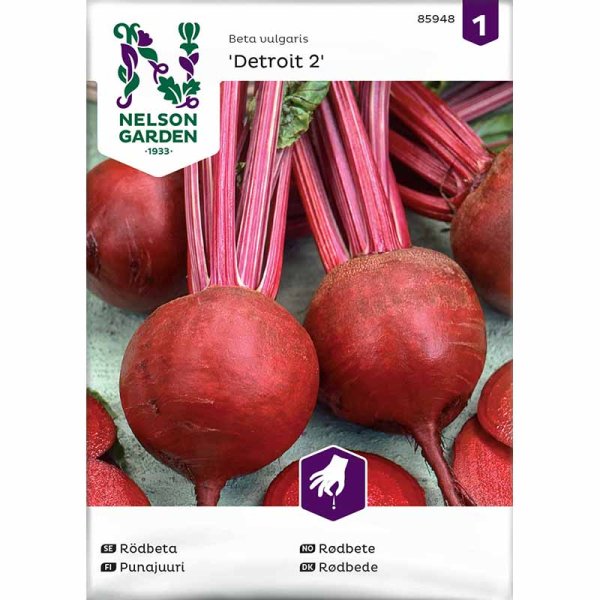 Rödbeta 'Detroit 2'