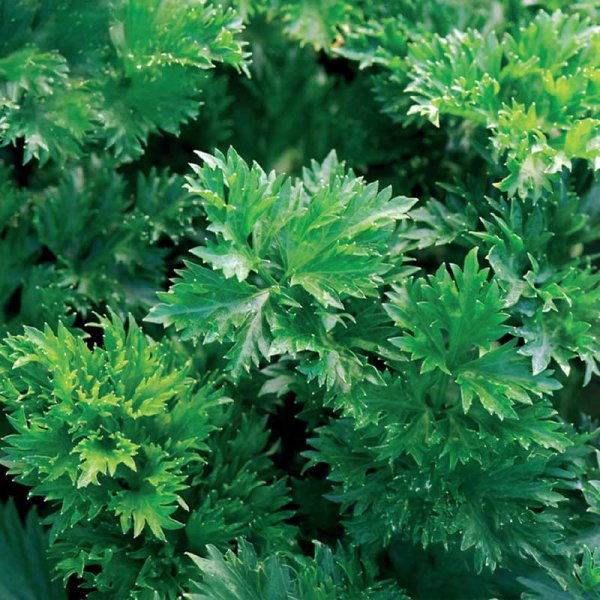 Bladselleri 'Gewone Snij'