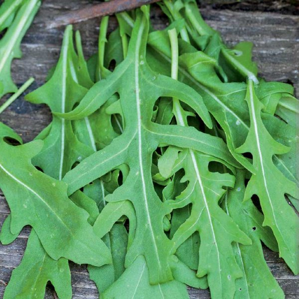Rucola / Sandsenap Organic