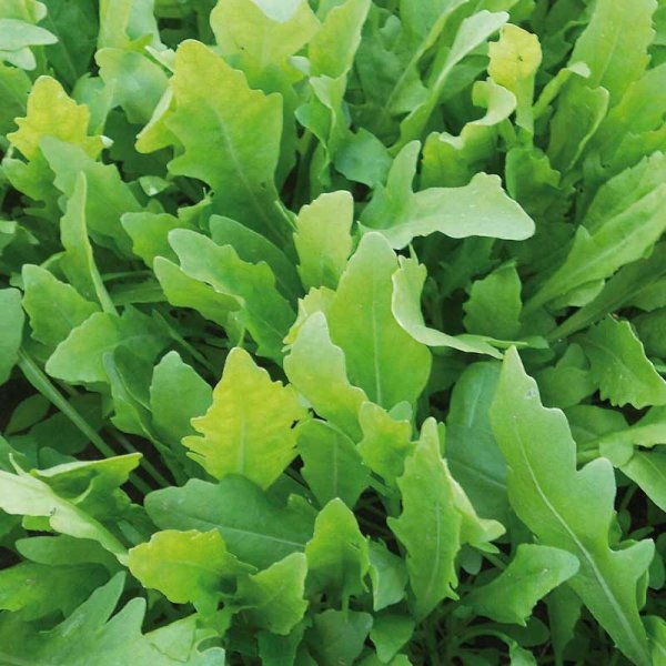 Rucola / Sandsenap 'Wildfire'