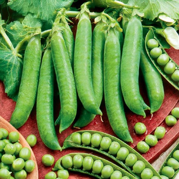 Märgärt 'Kelwedon Wonder'