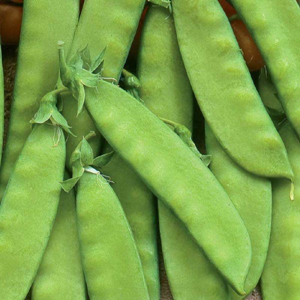 Sockerärt 'Oregon Sugar Pod'