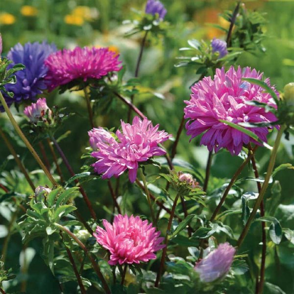 Dubbel Aster mix Organic