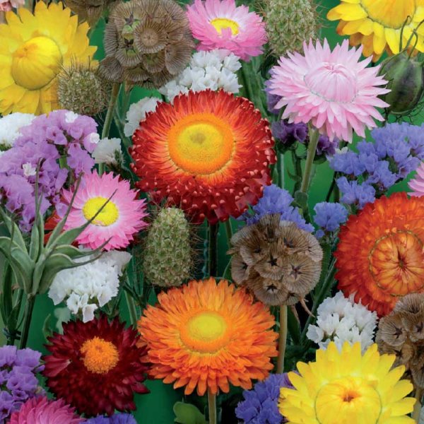 Eterneller 'Nelson Mixture'