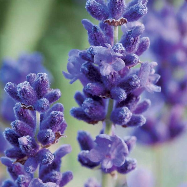 Lavendel Organic