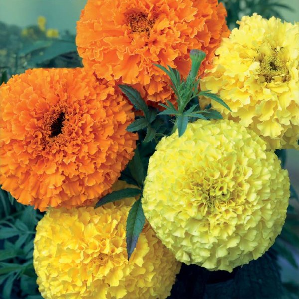 Stor Tagetes 'Crackerjack'