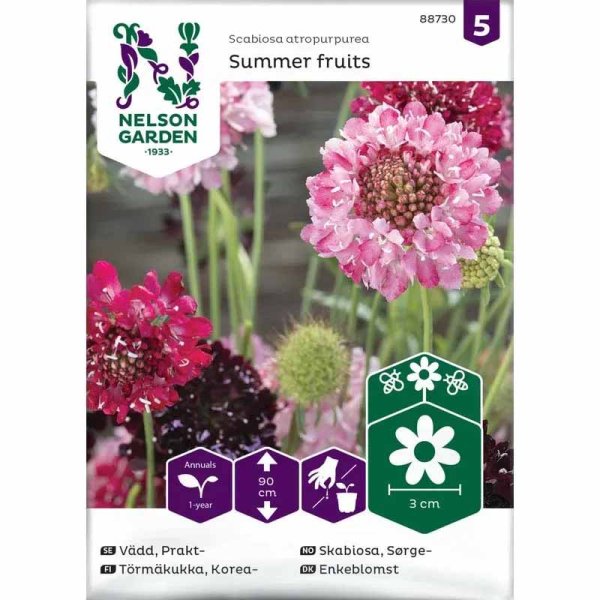 Praktvädd 'Summer fruits'