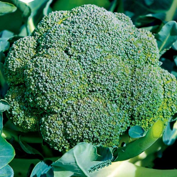 Broccoli 'Atlantis' F1