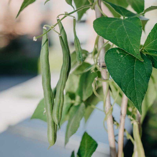Störbrytböna 'Blue Lake'