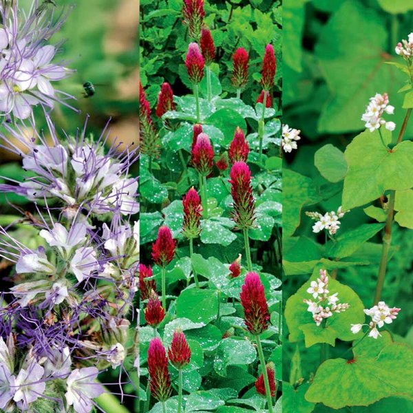 Gröngödsling Blandning