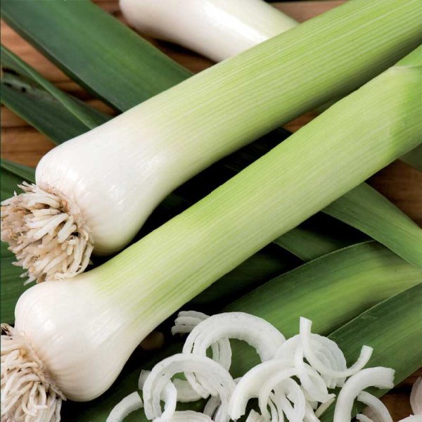 Purjolök 'Blaugrüner Winter'