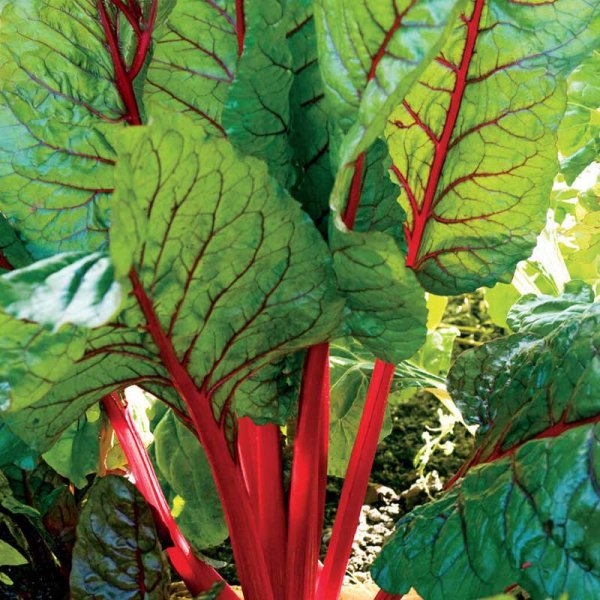 Mangold 'Rhubarb Chard'