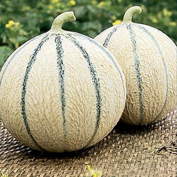 Melon 'Stellio' F1
