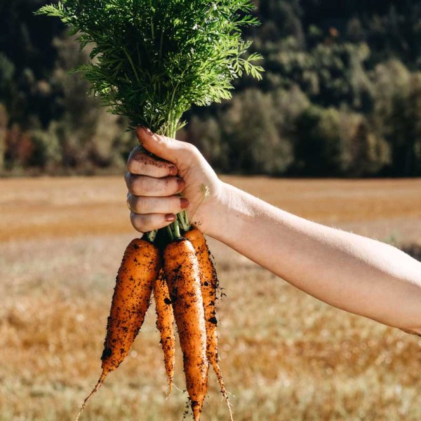 Vintermorot 'Flakkée 2'