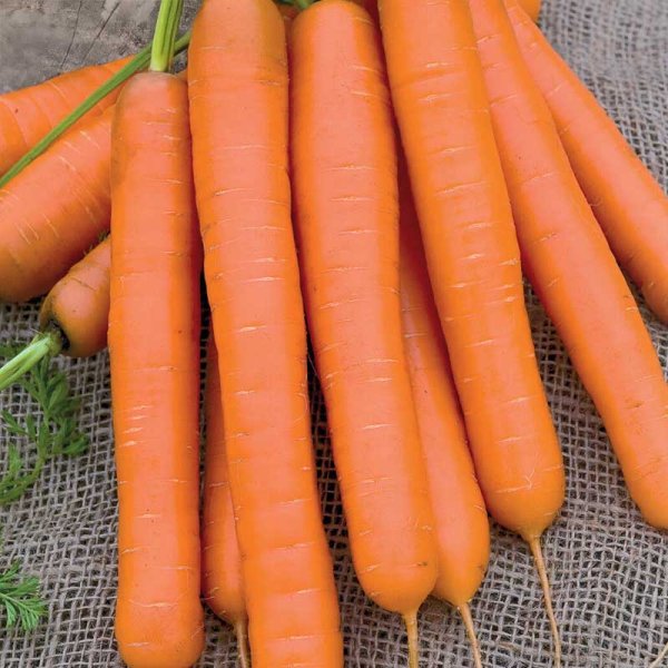 Sommarmorot 'Flyaway F1'