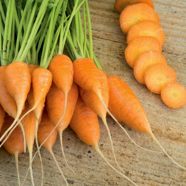 Sommarmorot 'Oxheart'