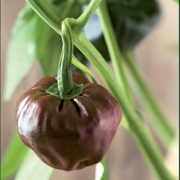 Chilipeppar 'Chiluacle Negro'