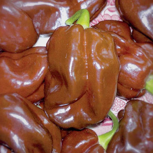 Chilipeppar 'Chocolate Scotch Bonnet'