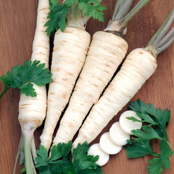 Rotpersilja 'Halblange'