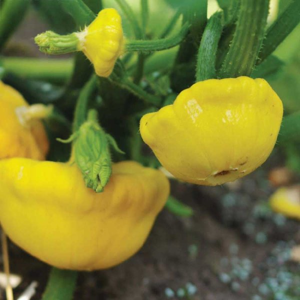 Tefatspumpa 'Sunseanse' F1