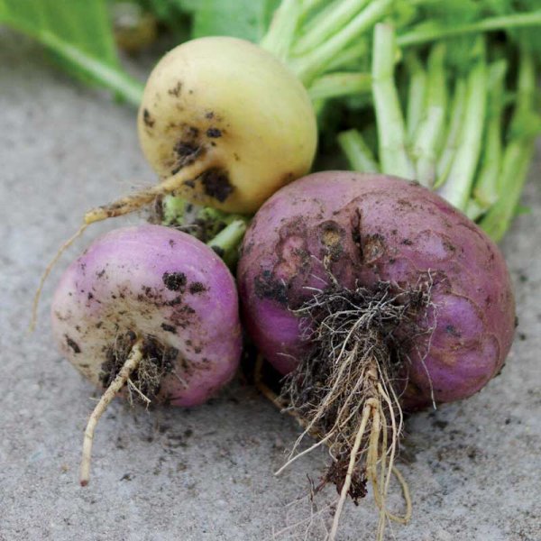 Rova, Enon kanta 'Enon kanta'