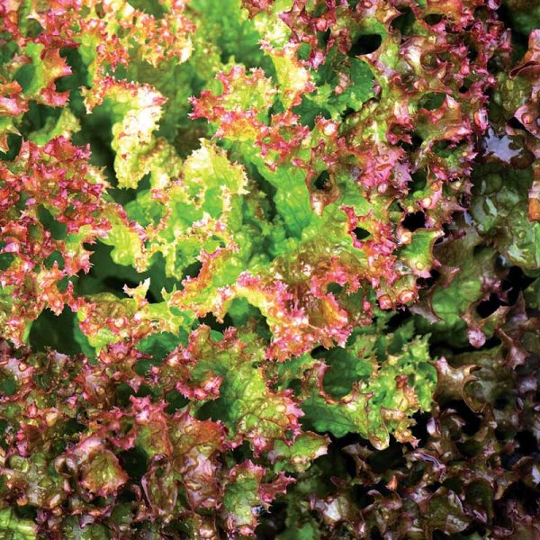 Bladbataviasallat 'Lollo Rossa'