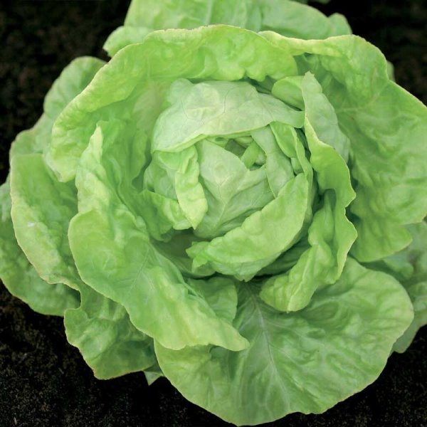 Huvudsallat Hilde II