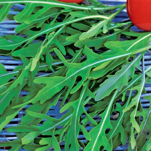 Sandsenap / Vild rucola