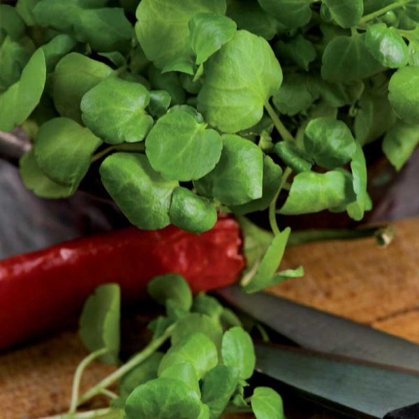 Vattenkrasse/ Källfräne