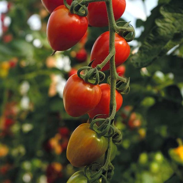 Tomat 'Lovertino' F1