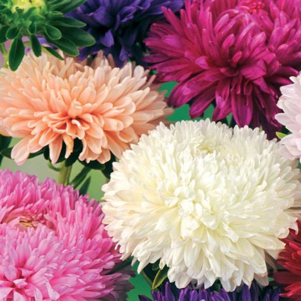 Sommaraster 'American Branching mix'