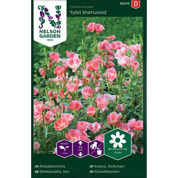 Atlasblomma 'Sybil Sherwood'