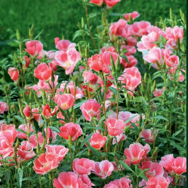 Atlasblomma 'Sybil Sherwood'