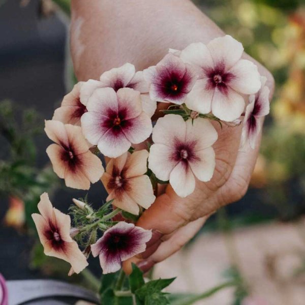 Sommarflox 'Cherry Caramel'