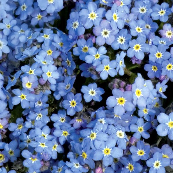 Skogsförgätmigej 'Blue Ball'