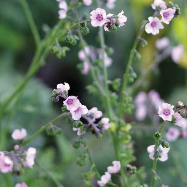 Kinesisk Förgätmigej 'Mystery Rose'