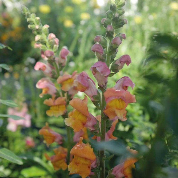 Lejongap 'Opus Early Bronze' F1