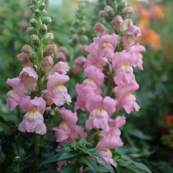 Lejongap 'Opus Pink' F1